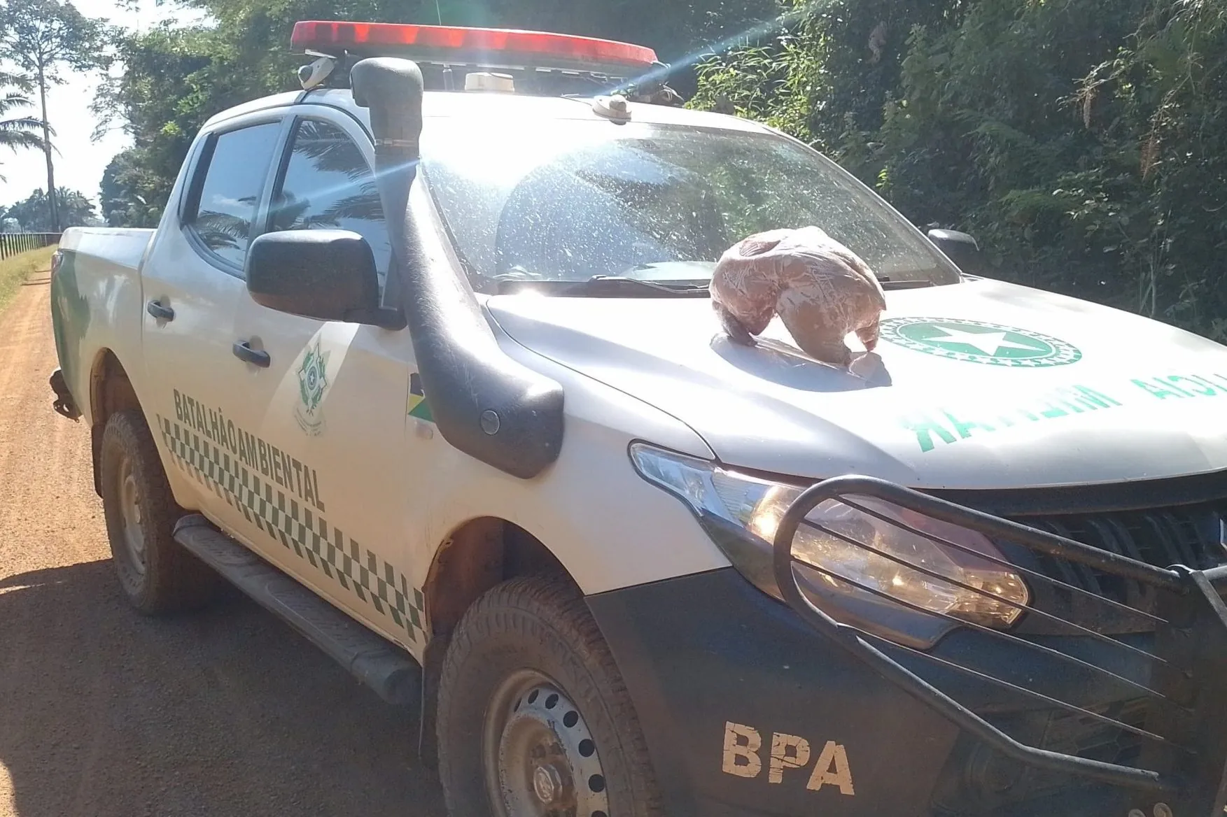 MATOU A PACA - Polícia Ambiental flagra transporte ilegal de animal silvestre abatido na zona rural de Guajará-Mirim